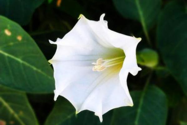 算命说的白花