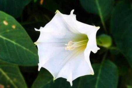 算命说的白花