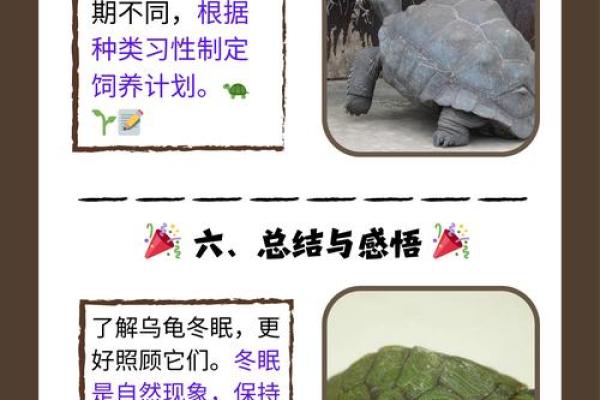 乌龟风水_龟眠之地是什么