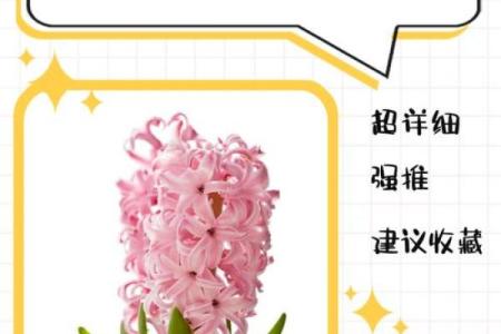 风信子免费算命 免费算命你的风信子会开吗