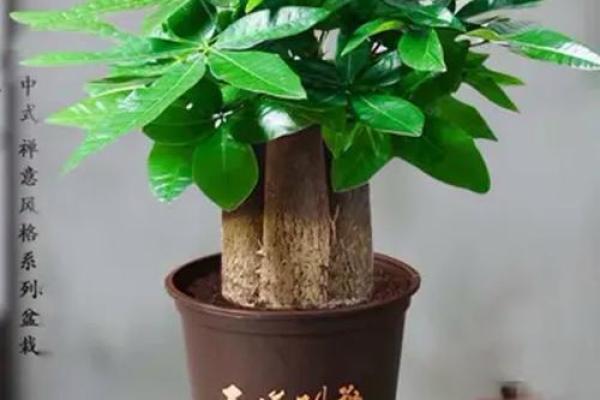 买了发财树，不要把方位摆错了