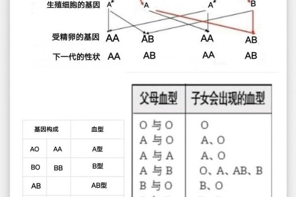 血型b+和b-是什么意思