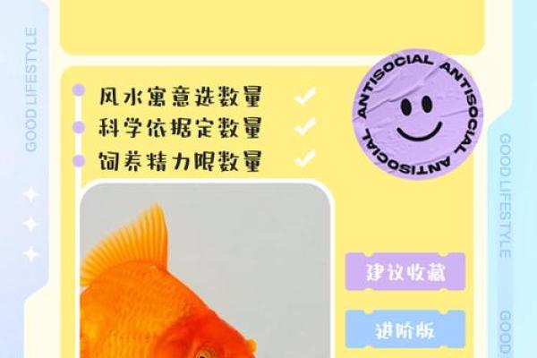 家里养鱼也有风水讲究这么一说