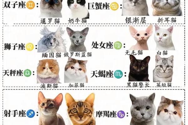 十二星座双子适合养猫狗嘛