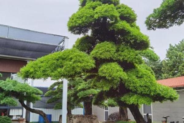 树上的房子风水