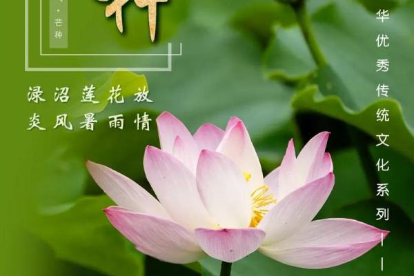 2024年芒种的财神方位在哪？芒种节气的三个物候现象