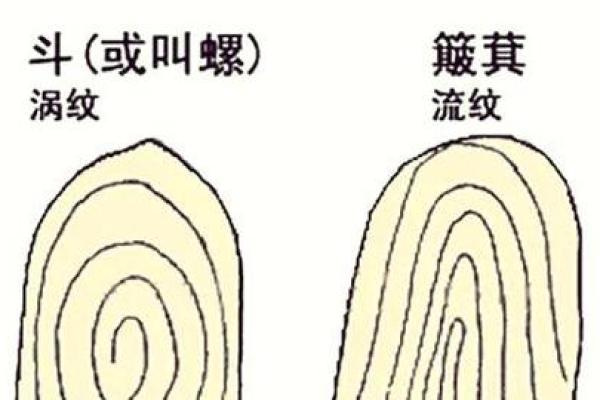 详细分析：手掌中的指纹预测算命，快来算算你的运势如何！