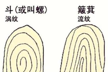 详细分析：手掌中的指纹预测算命，快来算算你的运势如何！