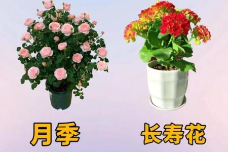 春夏哪个星座最好养花
