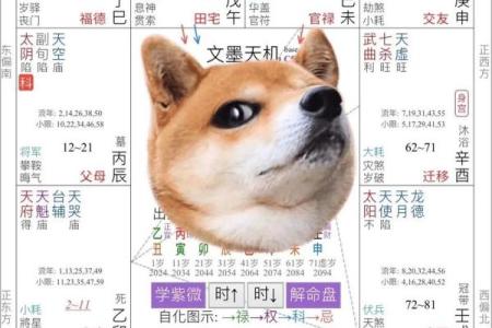 紫薇斗数的命主身主什么意思