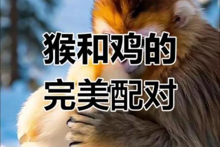 生肖配对姻缘猴男和狗女配对 生肖猴男配生肖狗女？