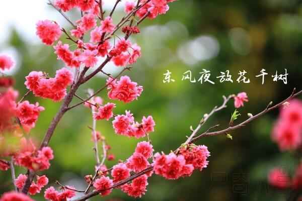 算命说桃花贵人在东北