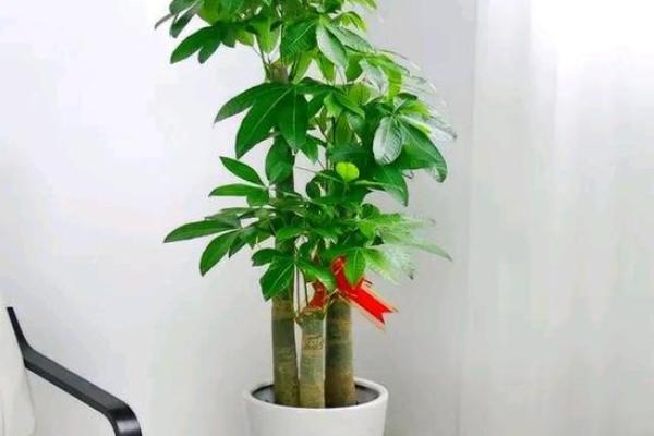 催旺官运的方位要摆放什么