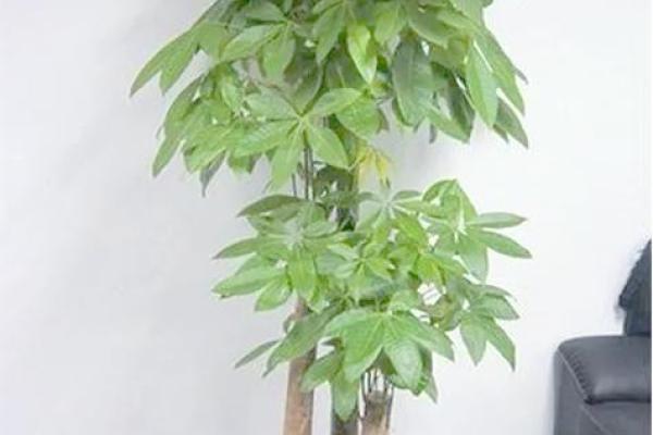 客厅植物摆放，风水摆放小常识