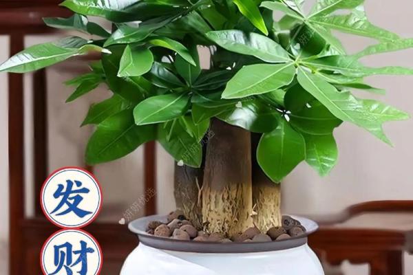 发财树风水摆放位置