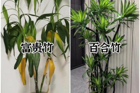 客厅植物摆放，风水摆放小常识