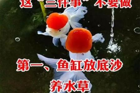 家庭中养鱼，要注意的风水详解