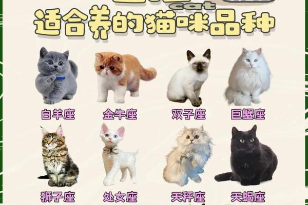 十二星座养什么猫适合
