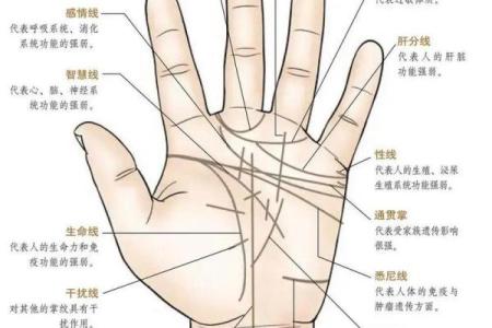 看手纹测命运图解 手相学图解算命大全