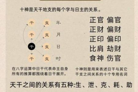 八字地支有寅辰,八字辰与寅的关系