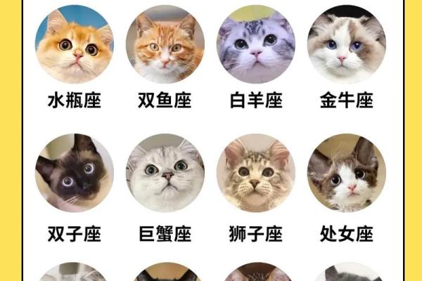 星座最适合什么猫类