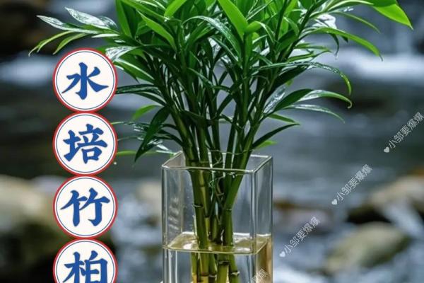 怎样养出富贵吉祥的好风水