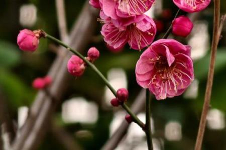 梅花风水_我秀了一副两米多的霜雪梅花图按风水是挂在西墙上好还是东墙上好