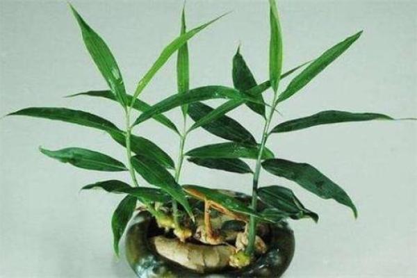 家种姜风水好吗