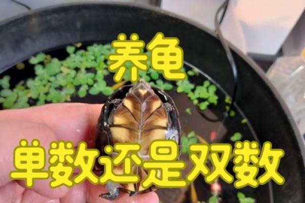 养多少只龟 养龟风水 养几只龟好