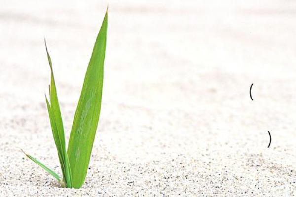 吕祖灵签5签解签 吕祖灵签5签解签