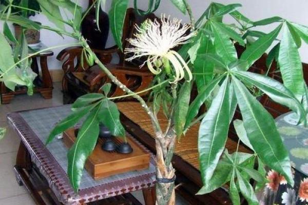 横财风水：财位适宜摆放的花卉