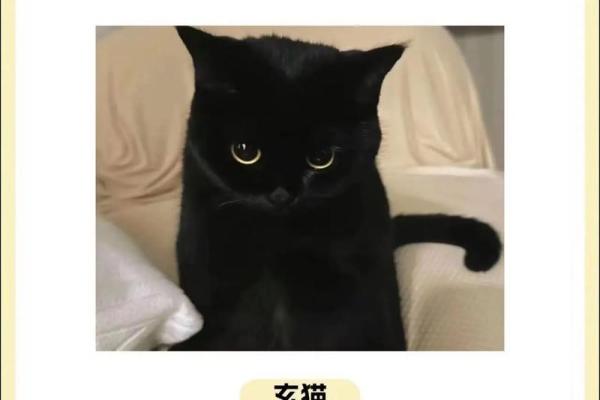 养猫能招财吗？你的八字能养猫吗