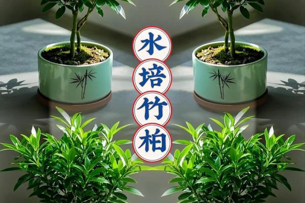 风水上松柏放在阳台和院子可镇宅旺财