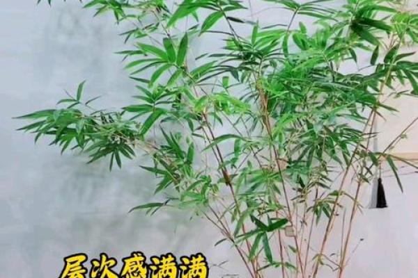 观音竹摆放禁忌是什么 观音竹摆放有哪些禁忌