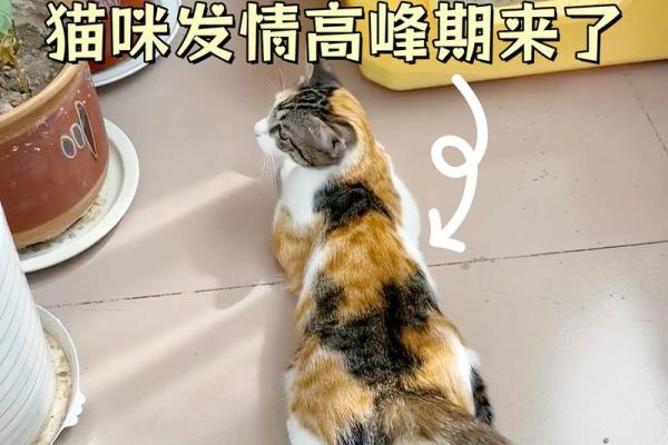 家里可以养新猫吗吉凶测试