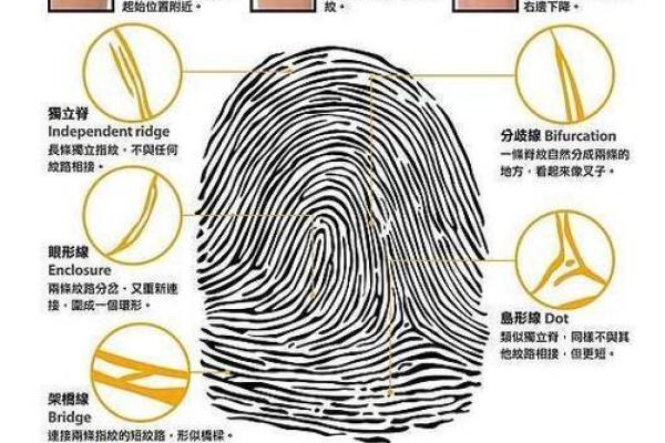 手相指纹算命图解