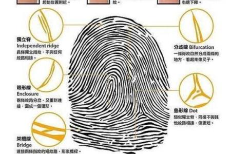 手相指纹算命图解