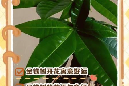 金钱木 风水