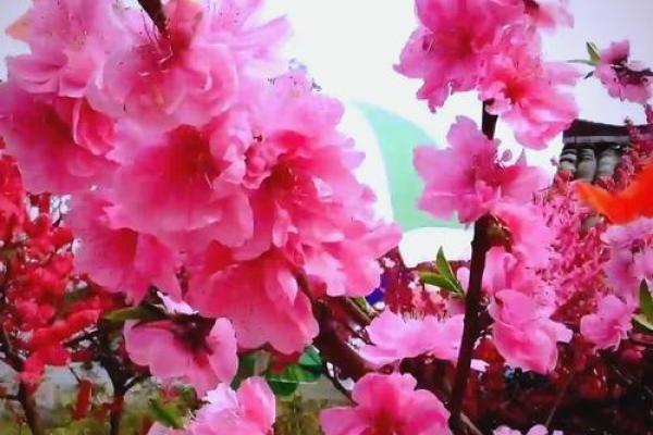 从生辰八字看什么时候走桃花运！