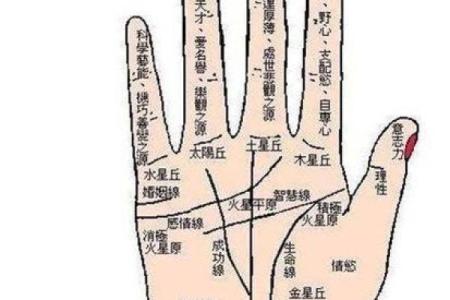 怎么看手相算命？只看男左女右对吗？