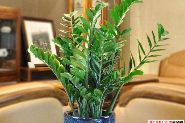 儿童卧室摆放植物风水宜忌
