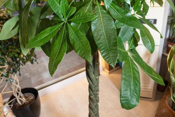 如何通过养植物改善室内风水
