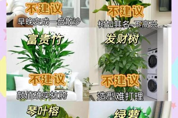 如何通过养植物改善室内风水