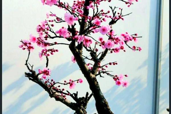风水上家里可不可以养梅花