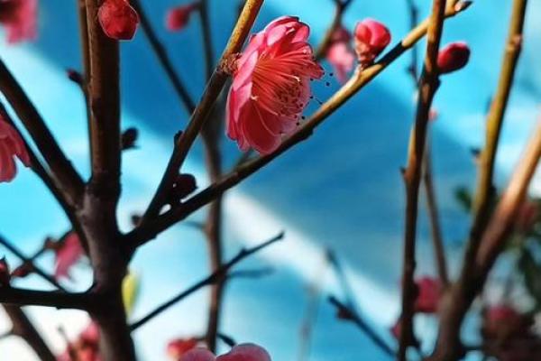 风水上家里可不可以养梅花