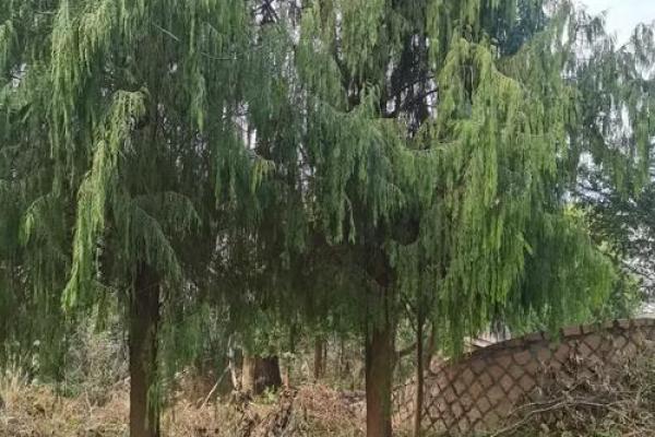 风水鬼故事之坟头怪树