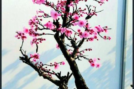 风水上家里可不可以养梅花