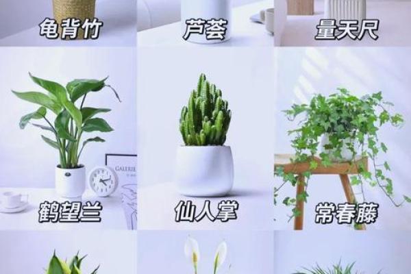家居生活中风水植物与健康开运