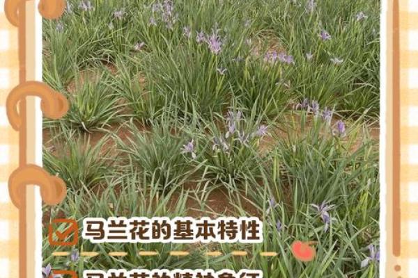 民间故事马兰花算命