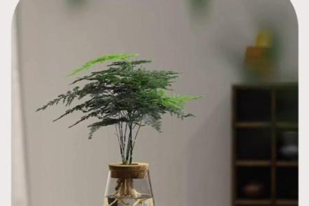 家居生活中风水植物与健康开运